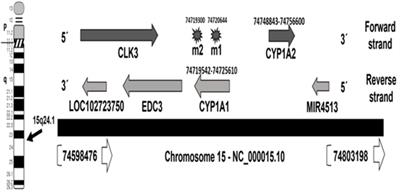 Association of Cytochrome CYP1A1 Gene Polymorphisms and Tobacco Smoking With the Risk of Breast Cancer in Women From Iraq